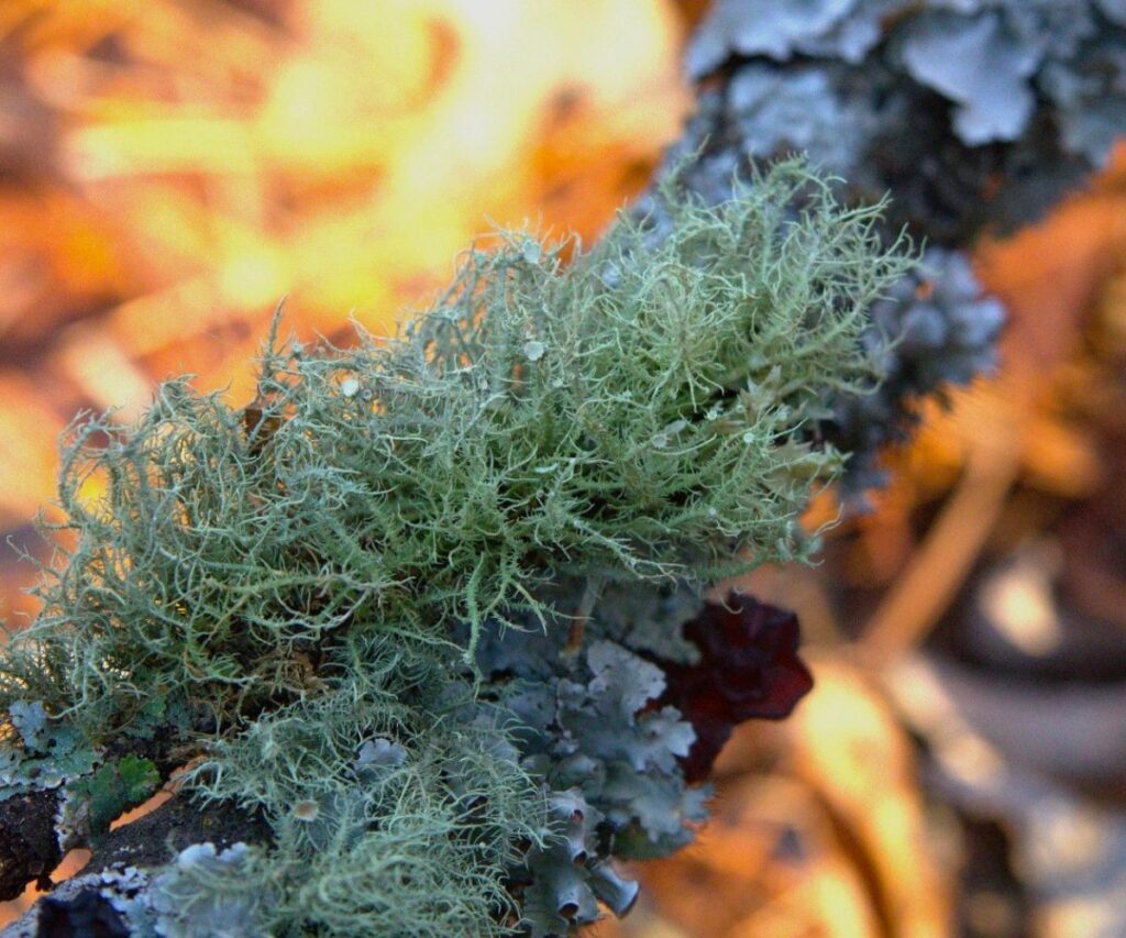 With tendrils trembling in a soft evening wind, coral-like usnea resembles a scene from beneath the waves.