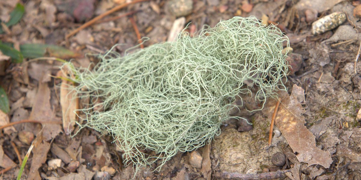 Usnea